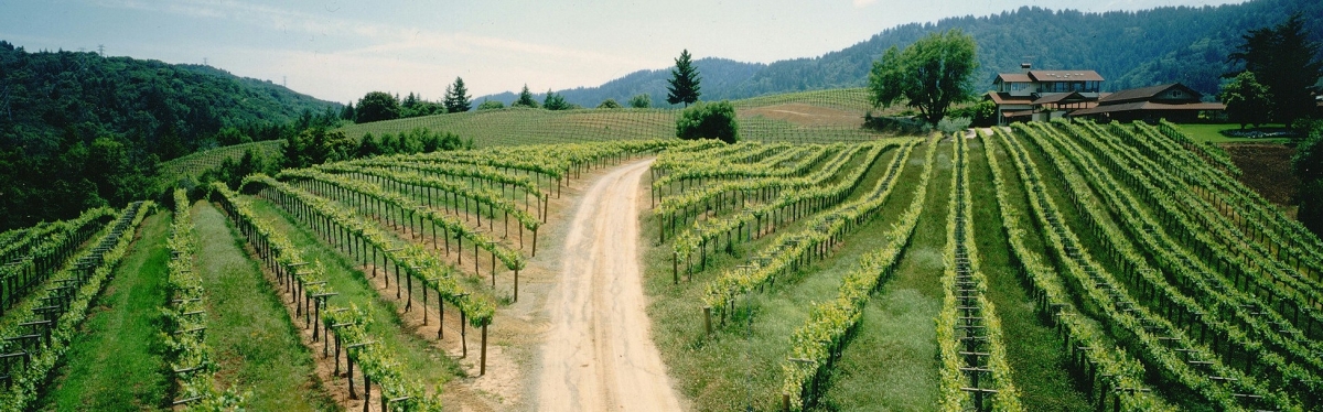 Domaine Vineyards - Panoramic           
